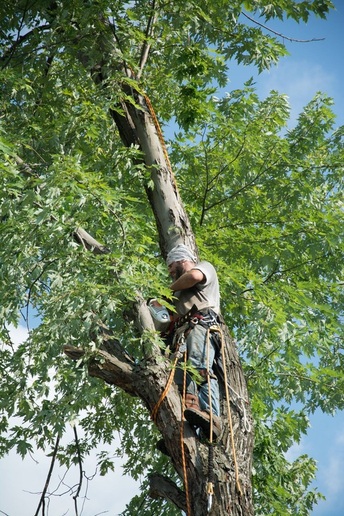 Owner, Bob Roche, trimming a tree